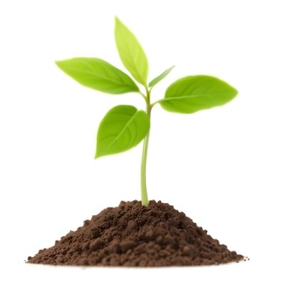 A Young Green Plant Sprouting From Soil With Several Fresh Leaves 20 8444