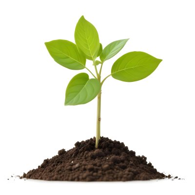 A Young Green Plant Sprouting From Soil With Several Fresh Leaves 3 8cf7