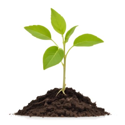 A Young Green Plant Sprouting From Soil With Several Fresh Leaves 6 Cf12