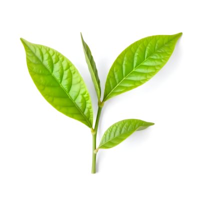 Green Tea Leaves