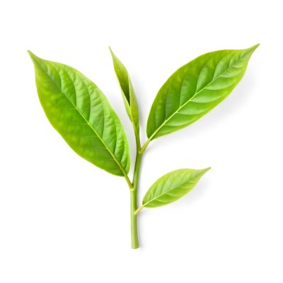 Green Tea Leaves With A Stem Isolated On A White Background Vibrant Color Studio Shot High Resolution Sharp Details Natural Light Minimalist Composition 12 8667