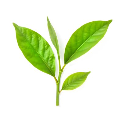 Green Tea Leaves With A Stem Isolated On A White Background Vibrant Color Studio Shot High Resolution Sharp Details Natural Light Minimalist Composition 16 E6b7