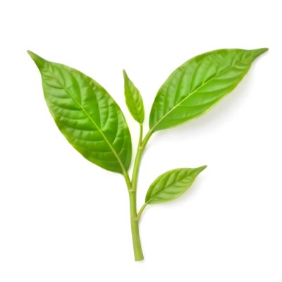 Green Tea Leaves With A Stem Isolated On A White Background Vibrant Color Studio Shot High Resolution Sharp Details Natural Light Minimalist Composition 18 E940