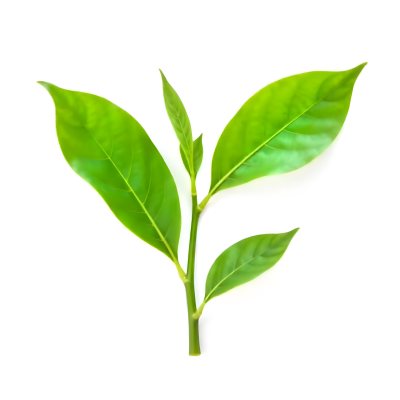 Green Tea Leaves With A Stem Isolated On A White Background Vibrant Color Studio Shot High Resolution Sharp Details Natural Light Minimalist Composition 19 62a7