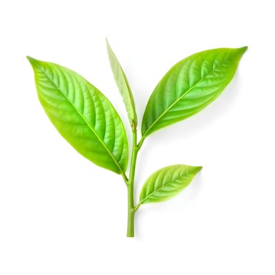 Green Tea Leaves With A Stem Isolated On A White Background Vibrant Color Studio Shot High Resolution Sharp Details Natural Light Minimalist Composition 2 5406