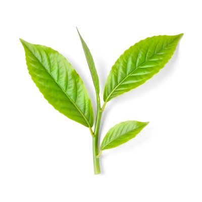 Green Tea Leaves With A Stem Isolated On A White Background Vibrant Color Studio Shot High Resolution Sharp Details Natural Light Minimalist Composition 21 8a9f