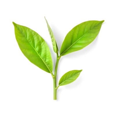 Green Tea Leaves With A Stem Isolated On A White Background Vibrant Color Studio Shot High Resolution Sharp Details Natural Light Minimalist Composition 5 2bb2