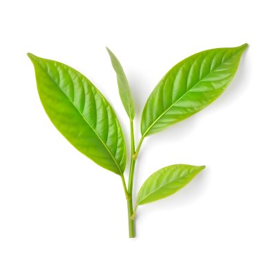 Green Tea Leaves With A Stem Isolated On A White Background Vibrant Color Studio Shot High Resolution Sharp Details Natural Light Minimalist Composition 7 5582