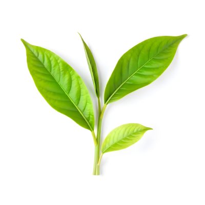 Green Tea Leaves With A Stem Isolated On A White Background Vibrant Color Studio Shot High Resolution Sharp Details Natural Light Minimalist Composition 9 9cde