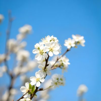 White Cherry Blossoms On A Branch Against A Clear Blue Sky 12 2794