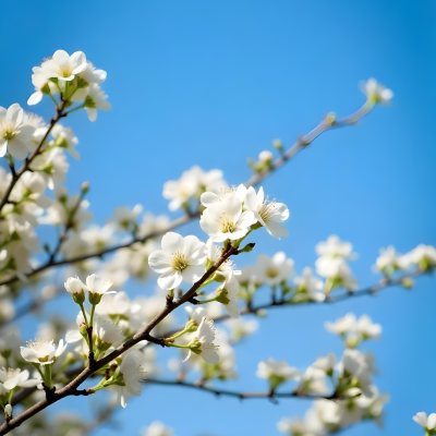 White Cherry Blossoms On A Branch Against A Clear Blue Sky 14 66e7