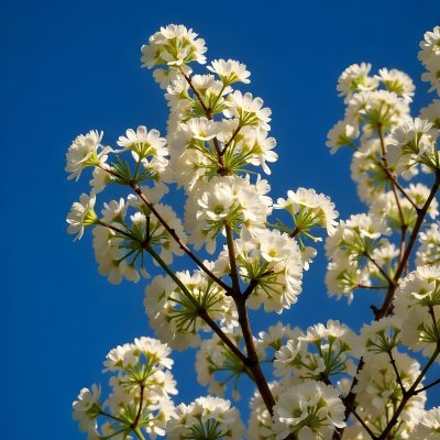 White Cherry Blossoms On A Branch Against A Clear Blue Sky 15 3c35