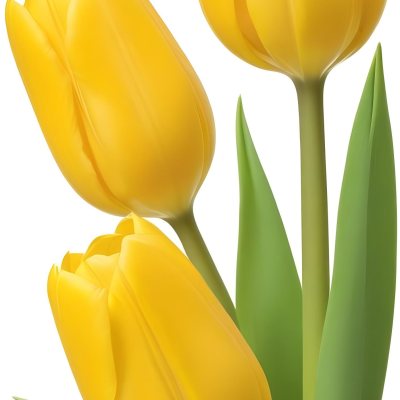 Yellow Tulips With Green Stems And Leaves Against 25 0996