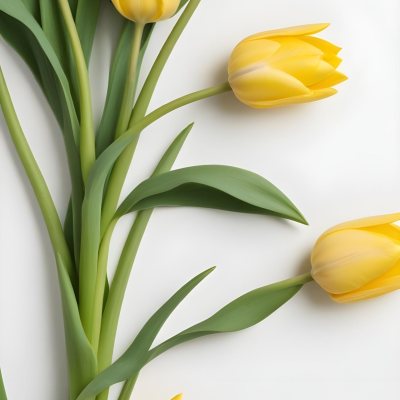 Yellow Tulips With Green Stems And Leaves Against 32 0c7f