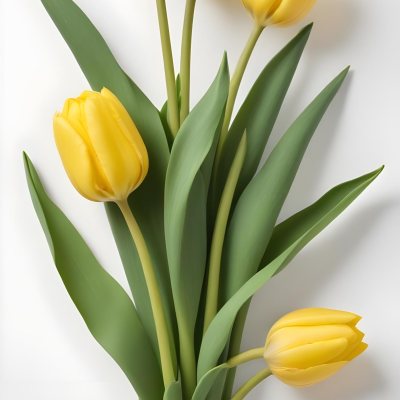 Yellow Tulips With Green Stems And Leaves Against 40 E0ae