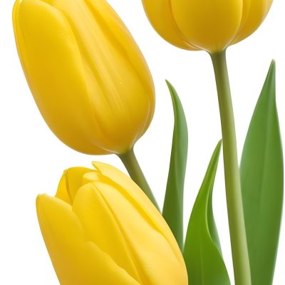 Yellow Tulips With Green Stems And Leaves Against 8 F4a0