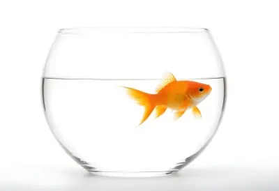 Orange Goldfish Swimming In A Clear Glass Bowl Filled With Water Set Against A Bright White Background 3 7903