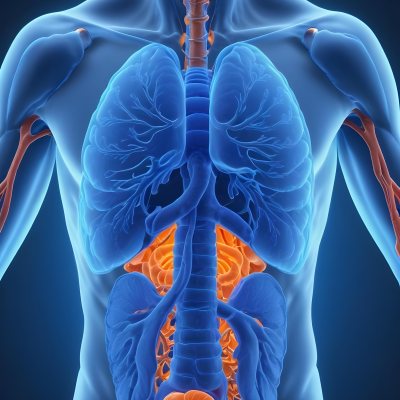 3d Model Human Anatomy With Lungs Intestines And Kidneys Highlighted In Orange Set Against A Blue Background Showcasing The Internal Structure Of The Body Figure Octane Render Volumetric Highly Detailed Videoga 22 02fe