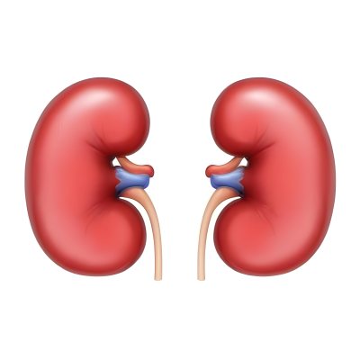 3d Model Two Red Kidneys With Blue And Red Veins On A Red Background Figure Octane Render Volumetric Highly Detailed Videogame Aesthetic 23 D157