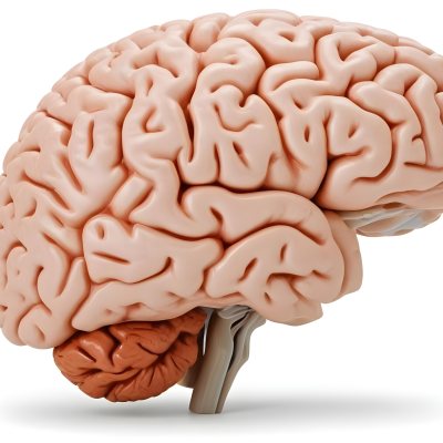 Human Brain With Gyri And Sulci Cerebellum Brainstem Anatomical Model Medical Illustration White Background Detailed Texture Educational Resource Scientific Visualization 17 54f5